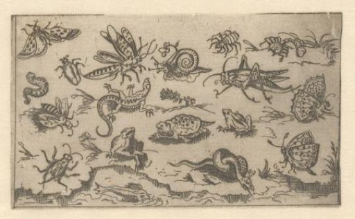 Various small animals
