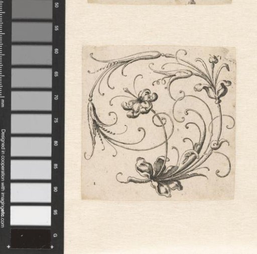 Goldsmith's bouquet in an inverted C-shape