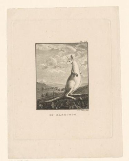 Kangaroo