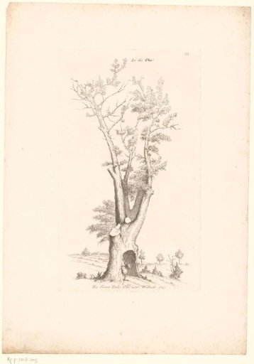 View of the Greendale Oak