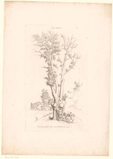 View of the Greendale Oak, with a carriage passing through