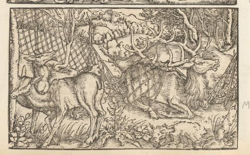Two does and a stag caught in a net
