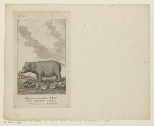 Young hippopotamus at the water's edge