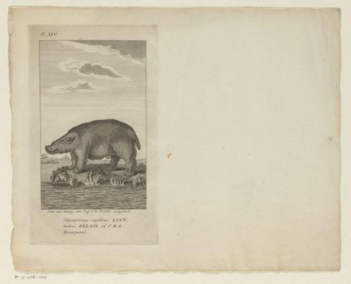 Hippopotamus at the water's edge