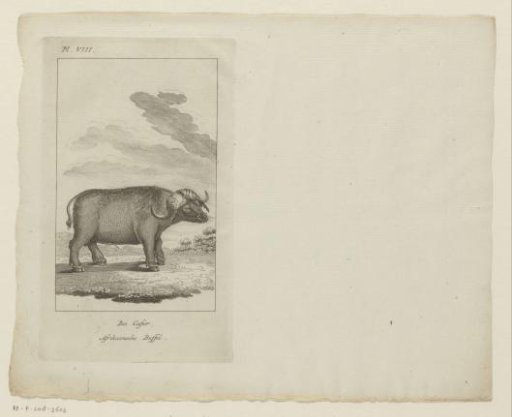 Cape buffalo