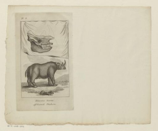 Black rhinoceros and skull of a black rhinoceros