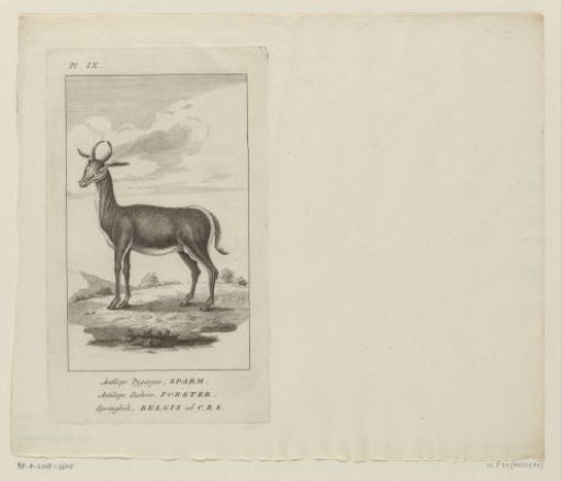 Springbok