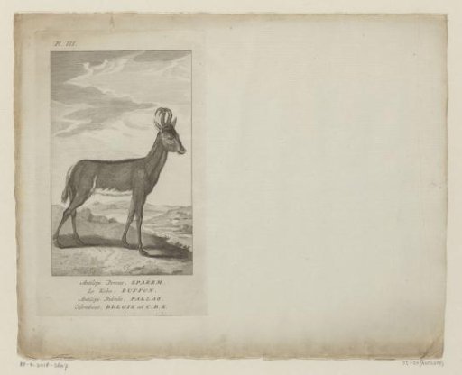Hartebeest