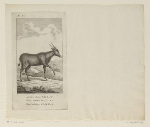 Eland