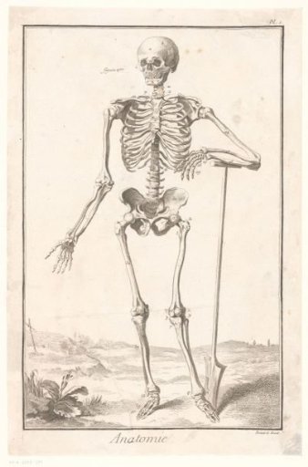 Anatomical representation of the human