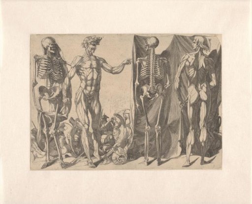 Skeletons and Écorchés