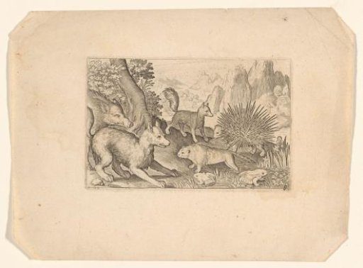 Wild boar, foxes, beaver, porcupine, and frogs