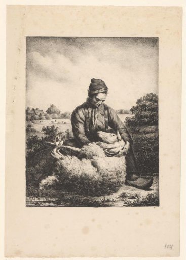 Sheep shearer