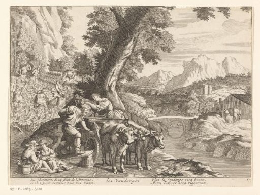 Grape Harvest