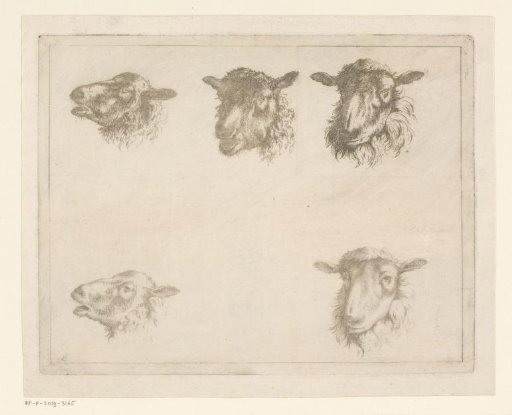 Five Sheep Heads