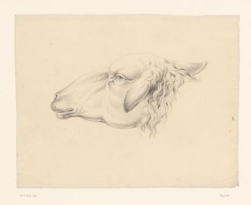 Sheep Head