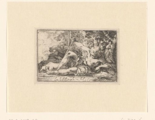 Narcissus