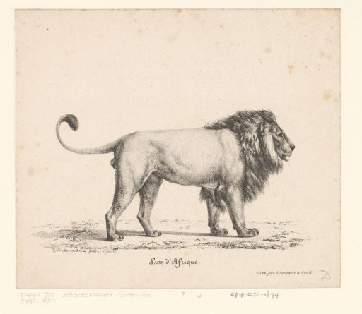 African lion