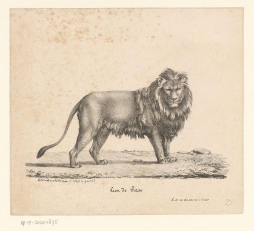 Persian lion