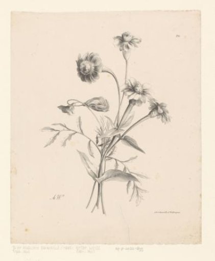Various Flowers