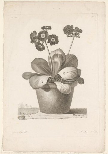 Pot with Flowers