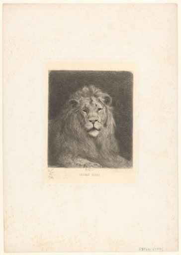 Head of a Lion
