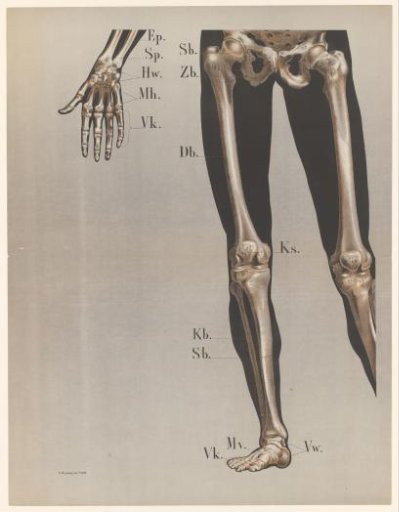 Anatomy of the Bones in the Hand, Legs and Feet
