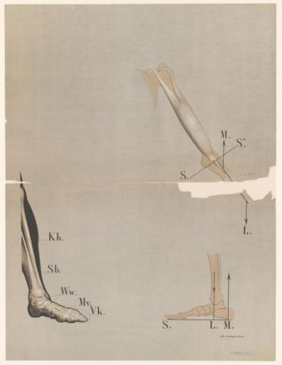 Anatomy of the Bones in the Foot