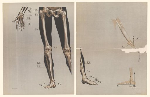 Anatomy of the bones in the hand, legs, and feet