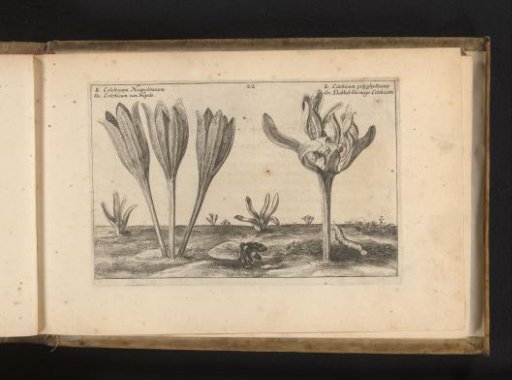Two autumn-blooming varieties of Colchicum