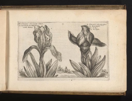 Two varieties of irises