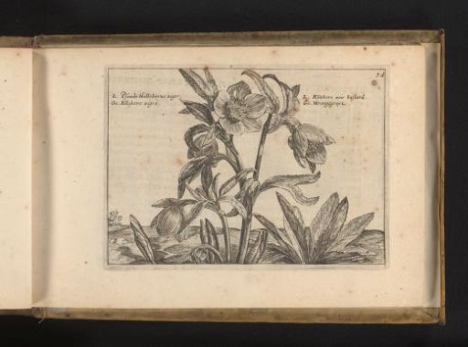Black hellebore (Veratrum nigrum)