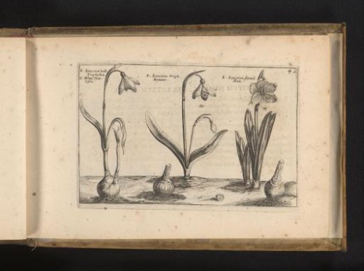 Snowdrop and two cultivars