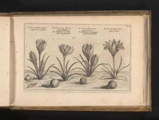 Four varieties of crocuses