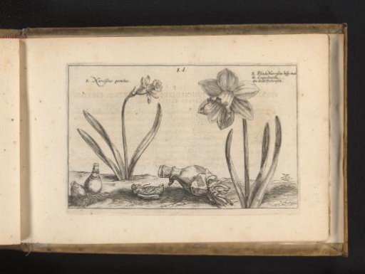 Wild daffodils
