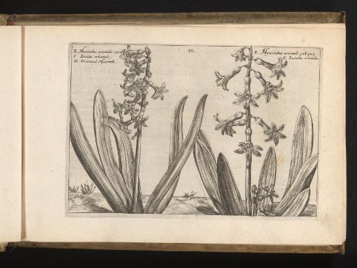Two hyacinths
