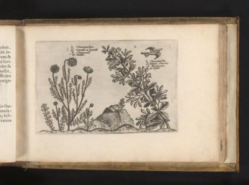 Common chamomile and buckthorn