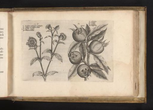 Daylily and medlar