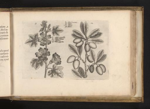 Common chickweed and olive tree