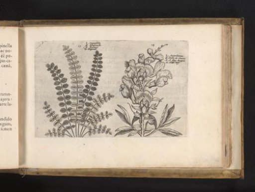 Small avens and great snapdragon