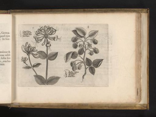 Honeysuckle and raspberry