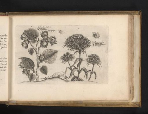 Hazel and sweet william