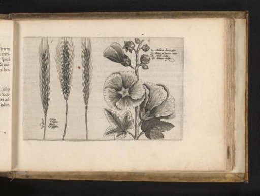 Rye and hollyhock