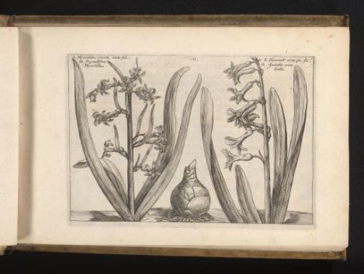 Two hyacinths