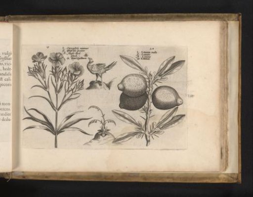 Garden anemone and lemon
