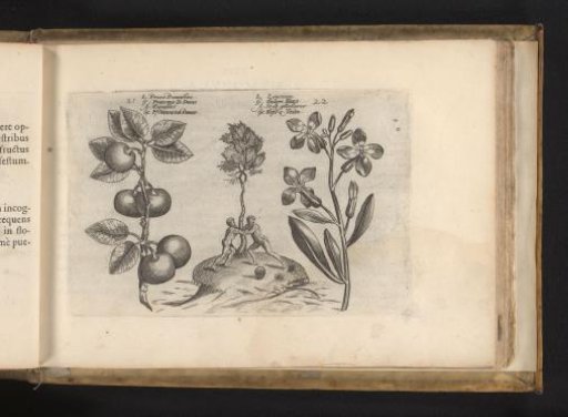 Damson plum and wallflower