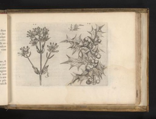 Stickyweed (?) and holly