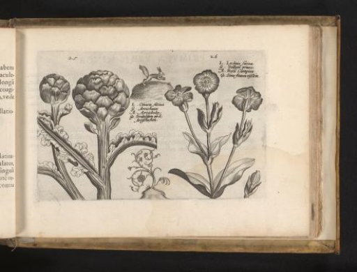 Artichoke and prickly pear