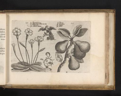Primrose and pear