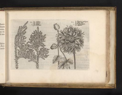 Seven-year-old and opium poppy